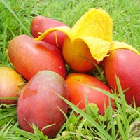 Manufacturers Exporters and Wholesale Suppliers of Fresh Mango penukonda Andhra Pradesh